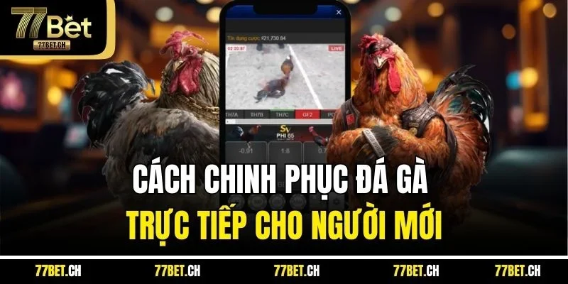 Cách chinh phục đá gà trực tiếp cho người mới