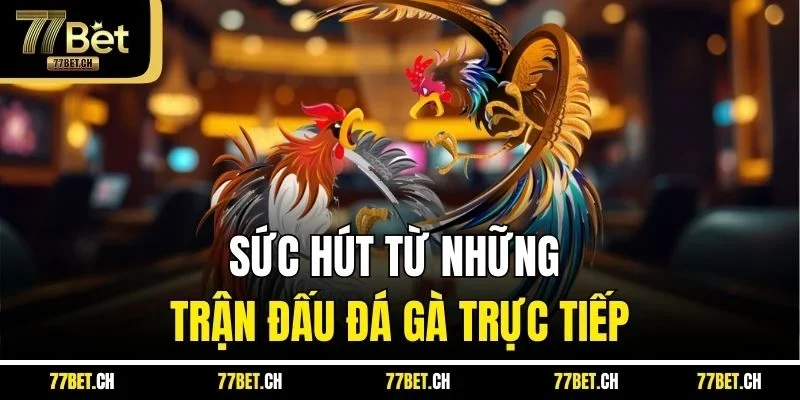 Sức hút từ những trận đấu đá gà trực tiếp