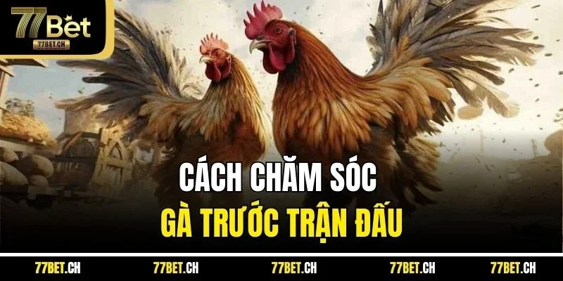 Cách chăm sóc gà trước trận đấu